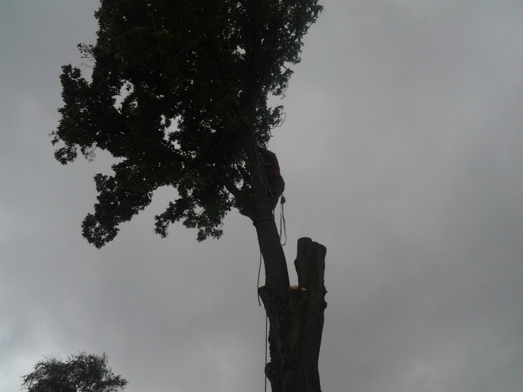 Topkapning af stort lindetræ